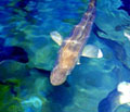 Aquaculture.